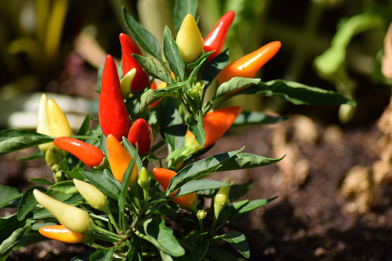 dream meaning Pepper
