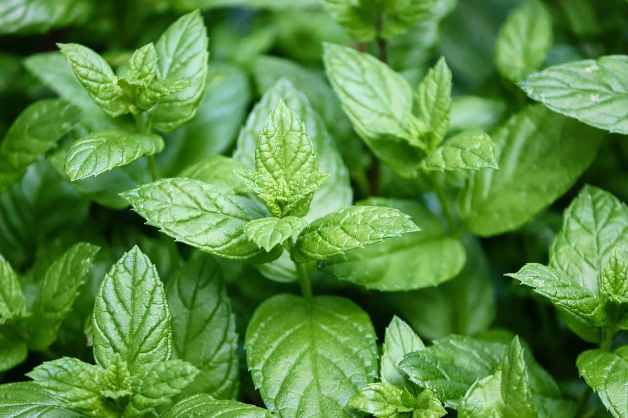 dream meaning Peppermint