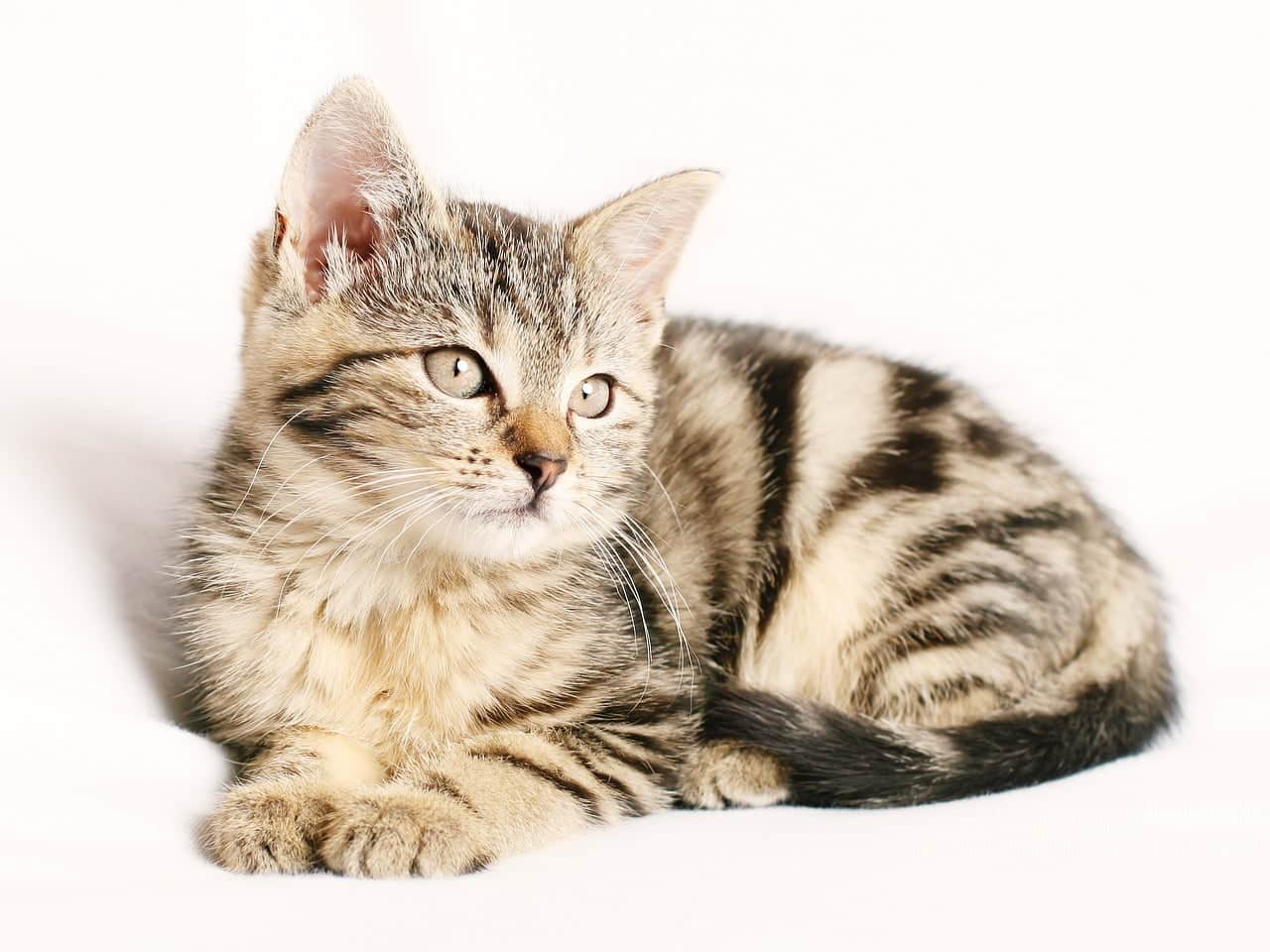 dream meaning Pets