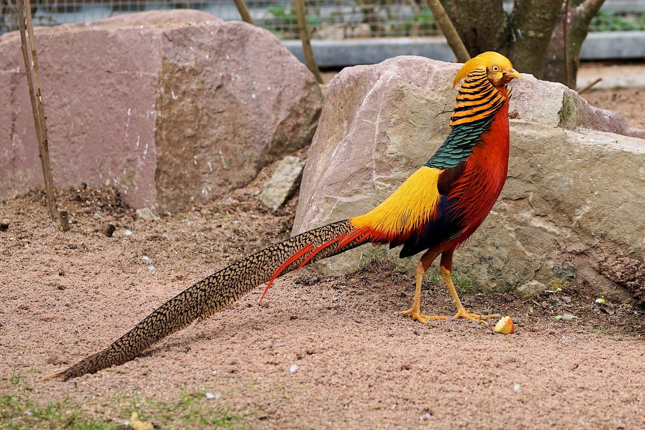 dream meaning Pheasant