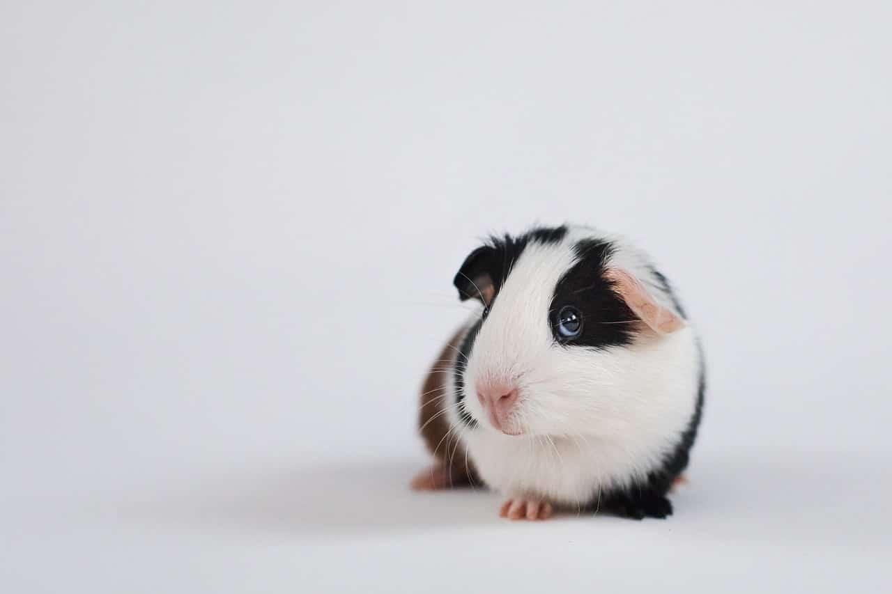 dream meaning Pig