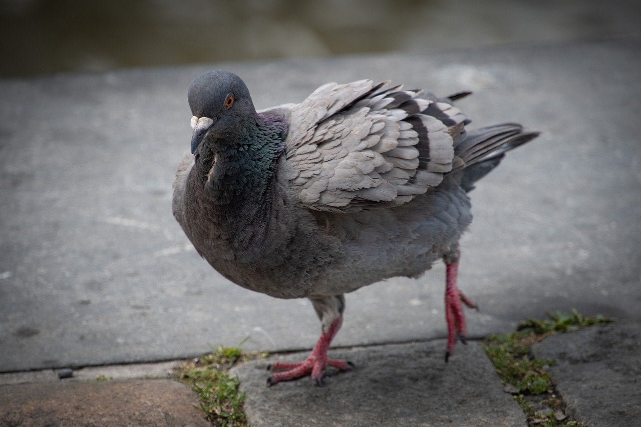 dream meaning Pigeon
