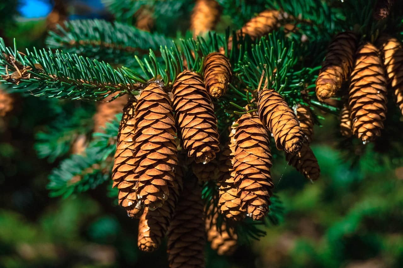 dream meaning Pine Tree