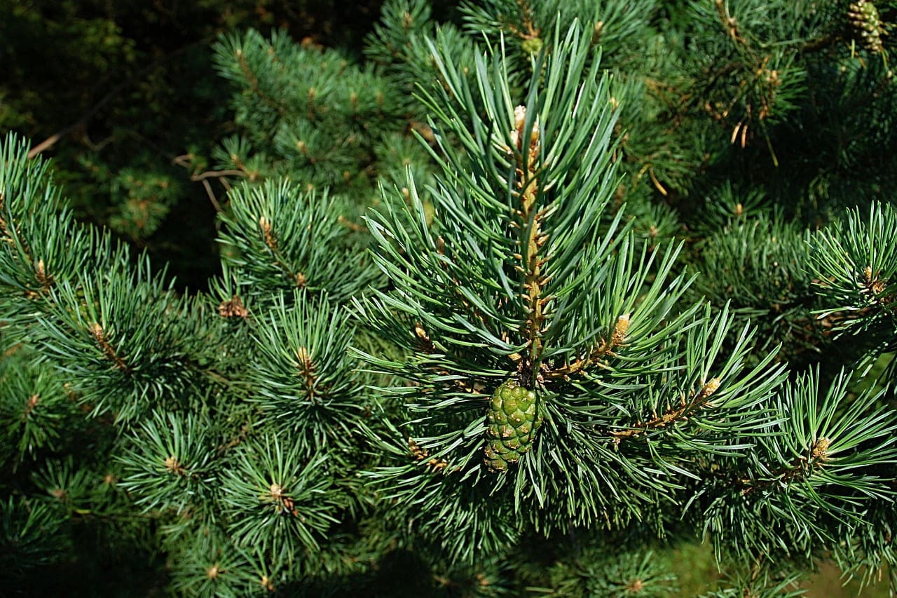 dream meaning Pine