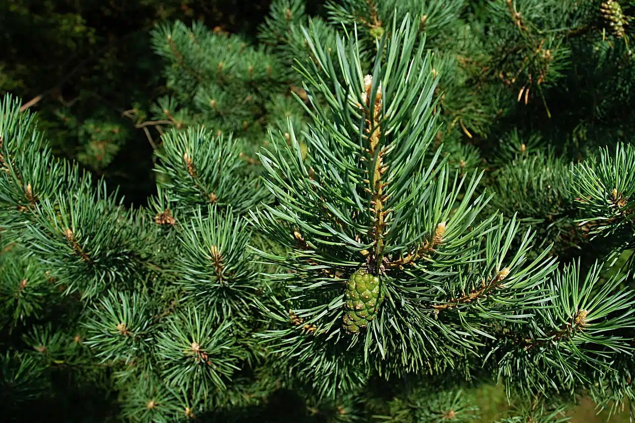 dream meaning Pine