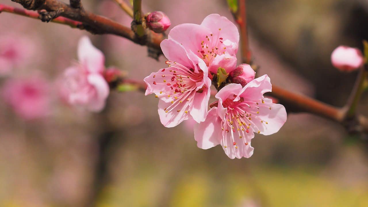 dream meaning Pink colour