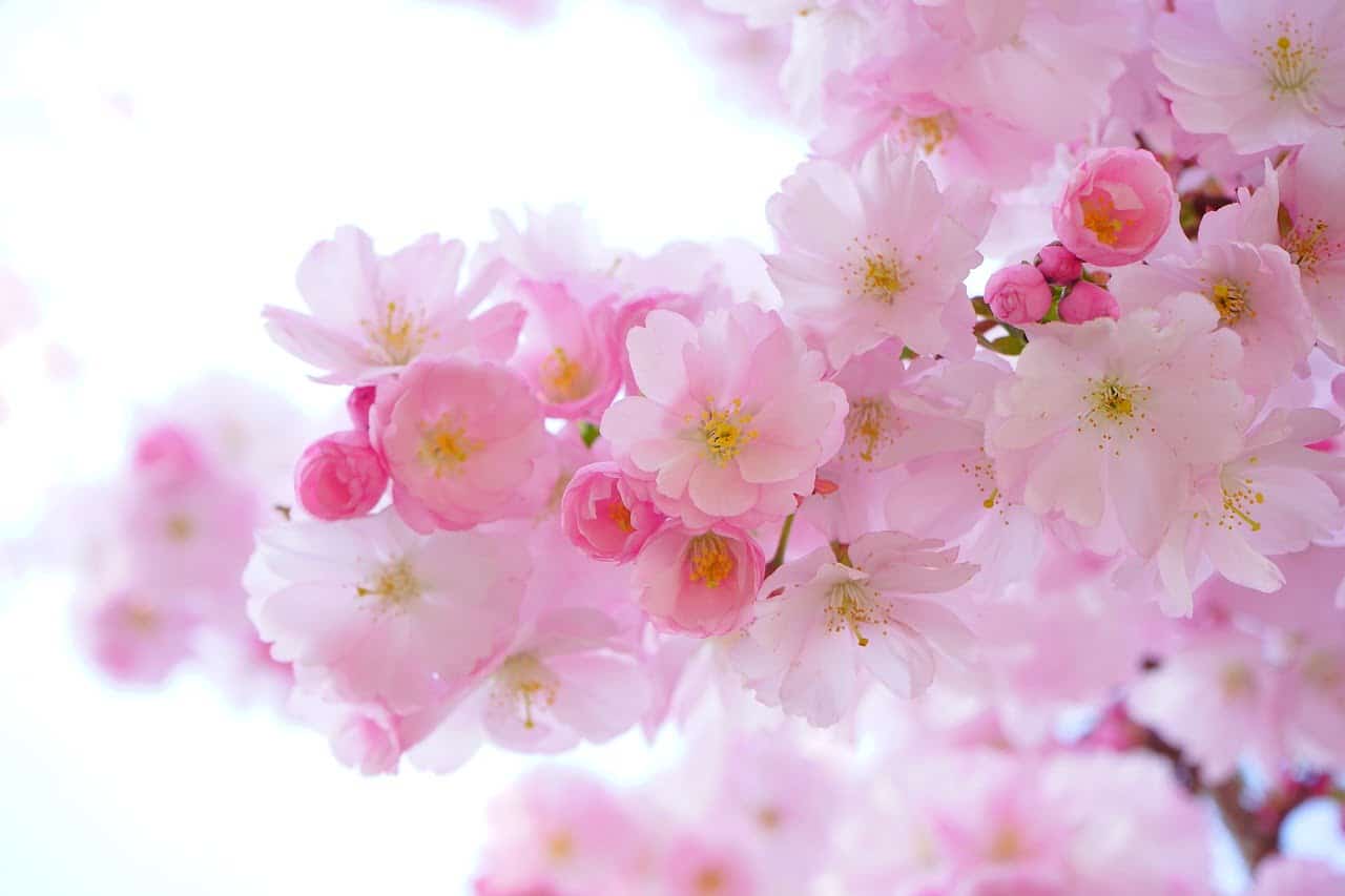 dream meaning Plant