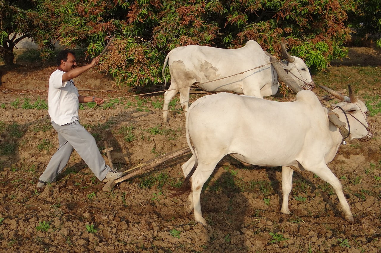 dream meaning Plough