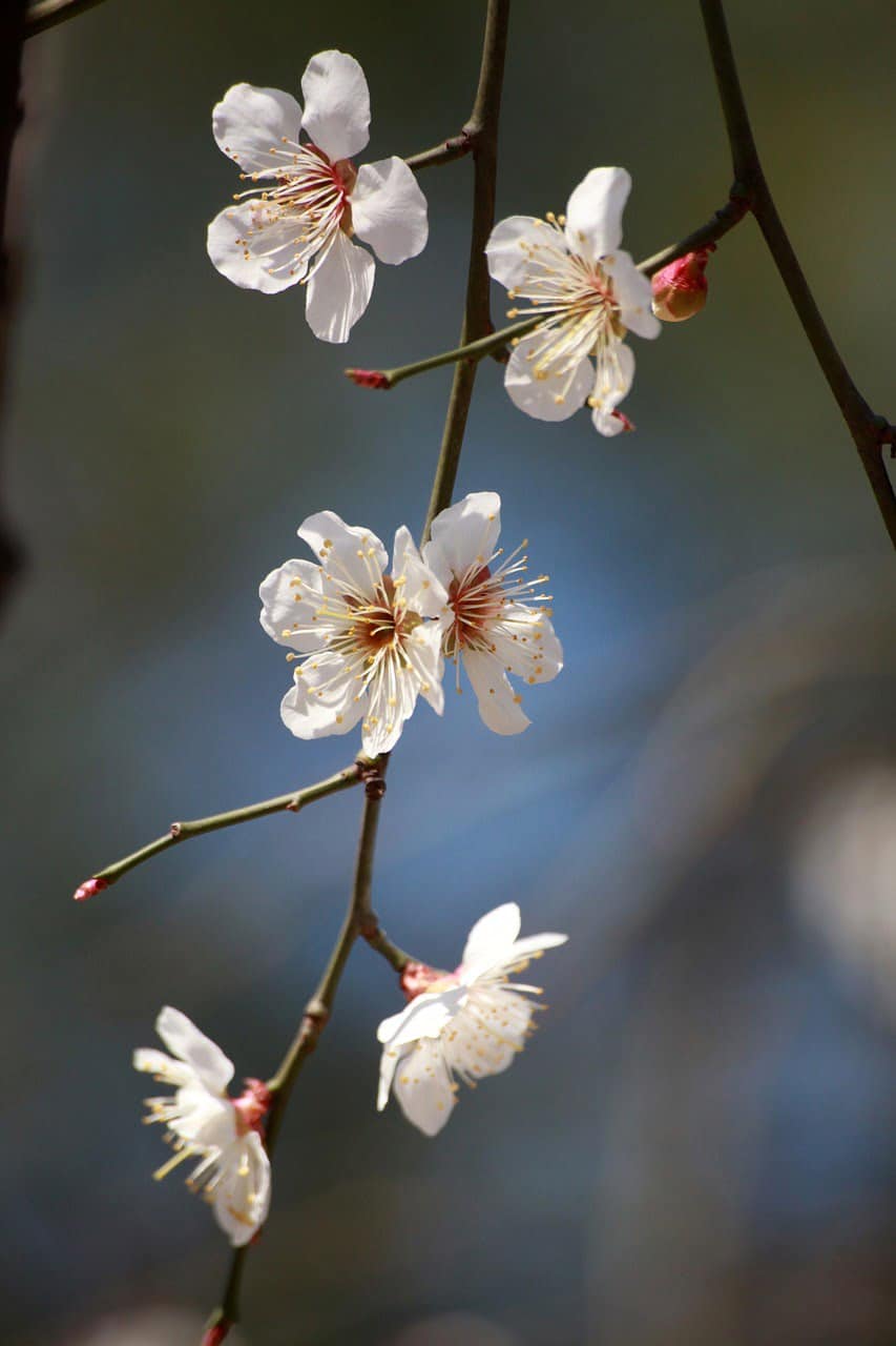 dream meaning Plum