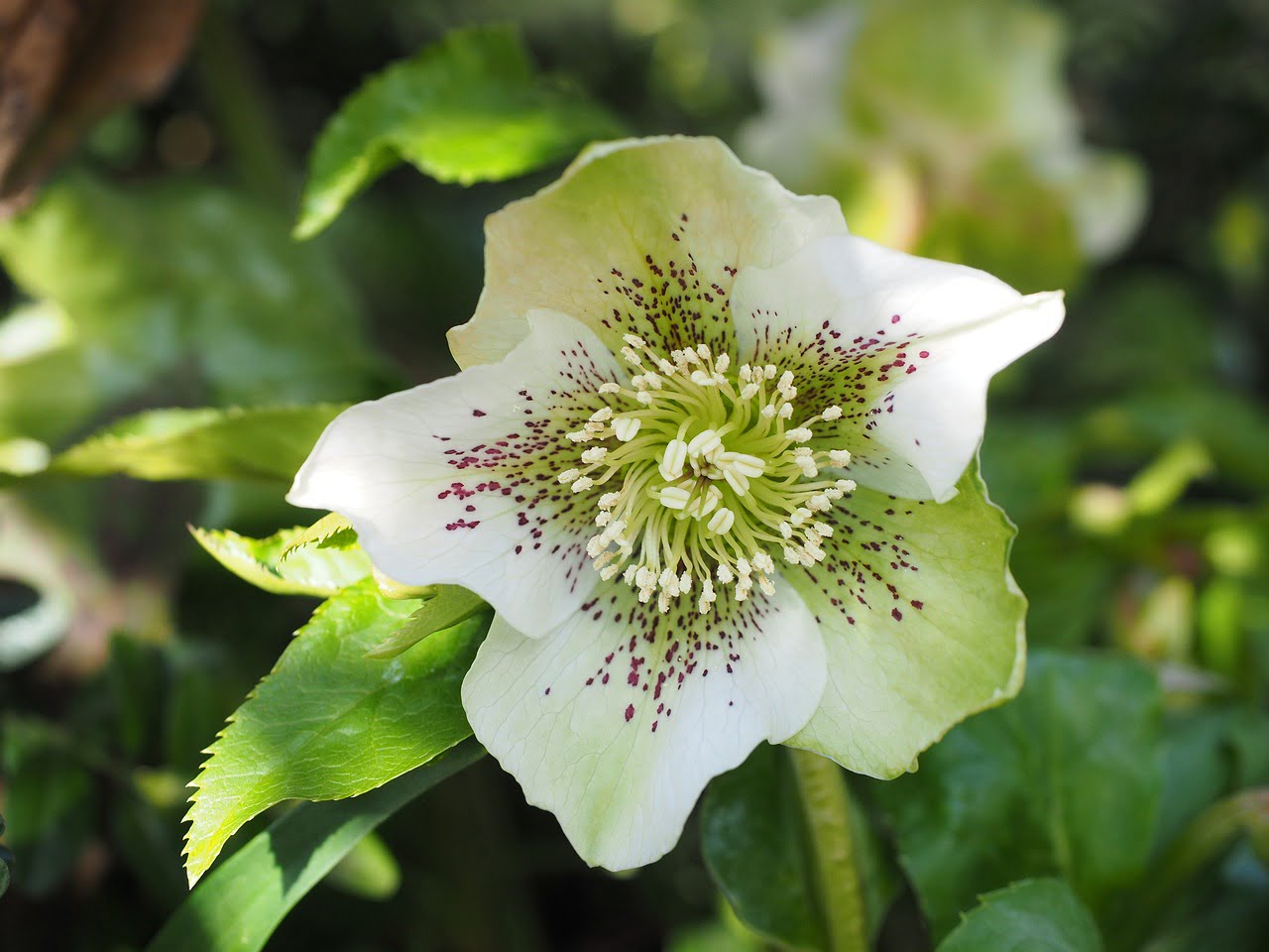 dream meaning Poisonous plants