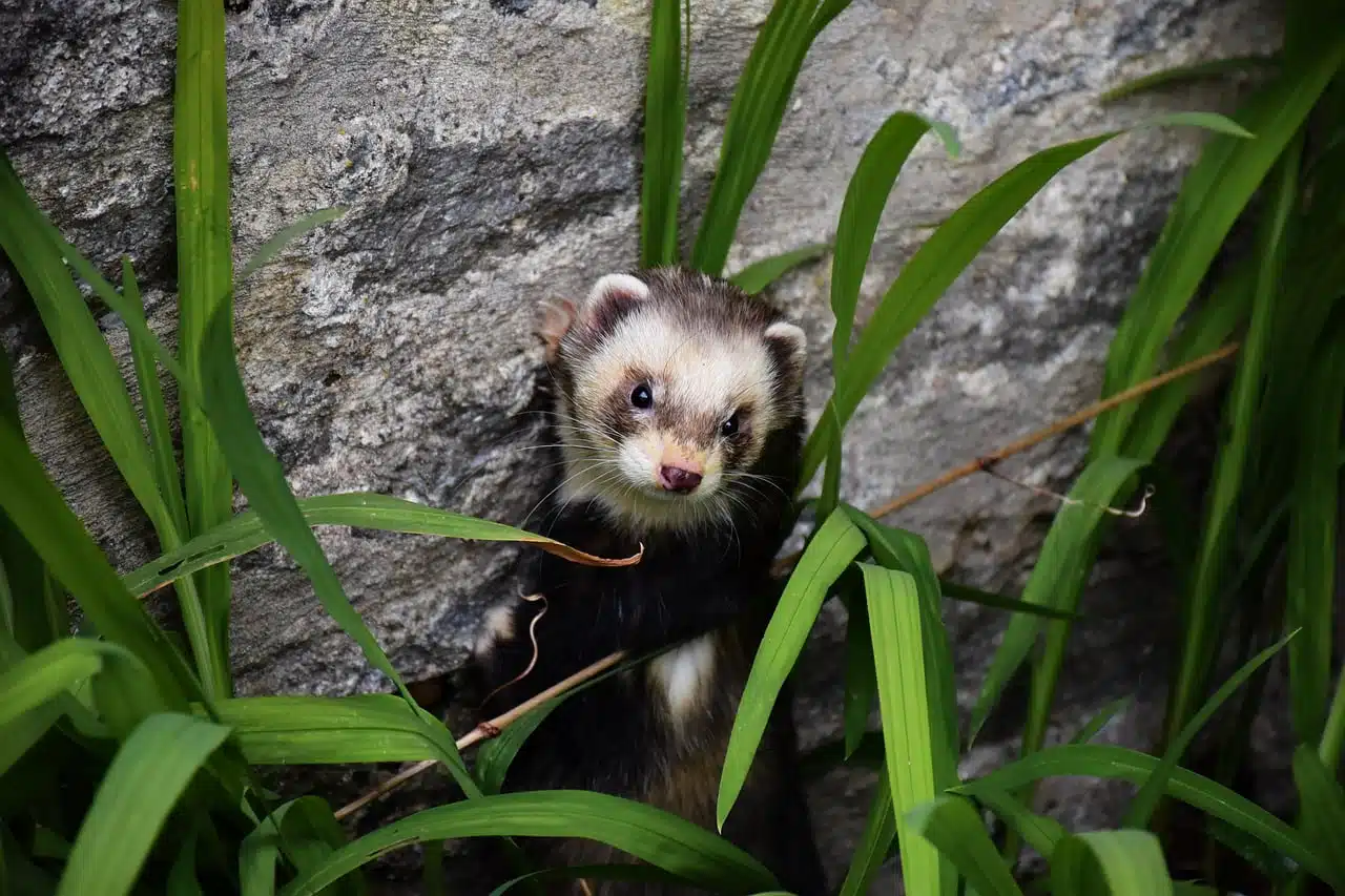 dream meaning Polecat