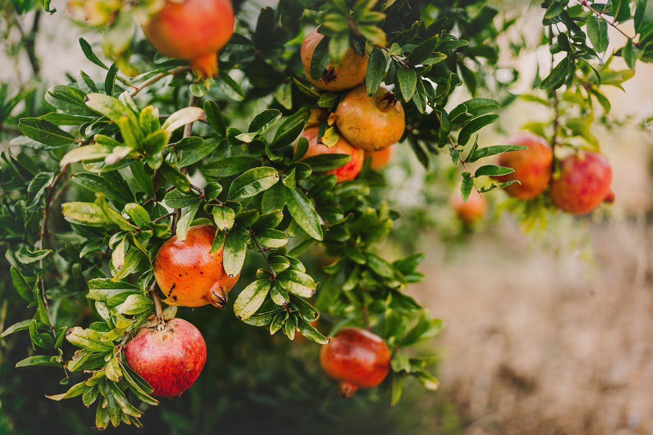dream meaning Pomegranate