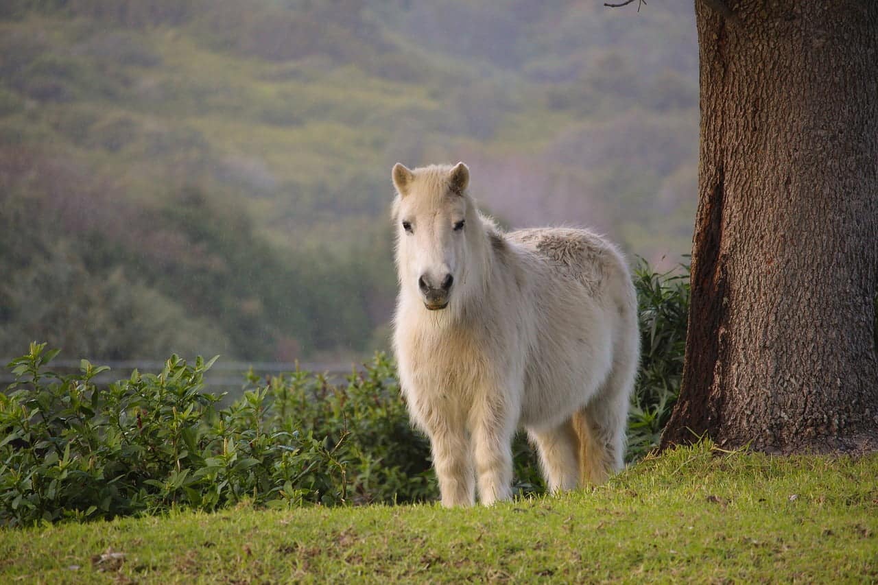 dream meaning Pony