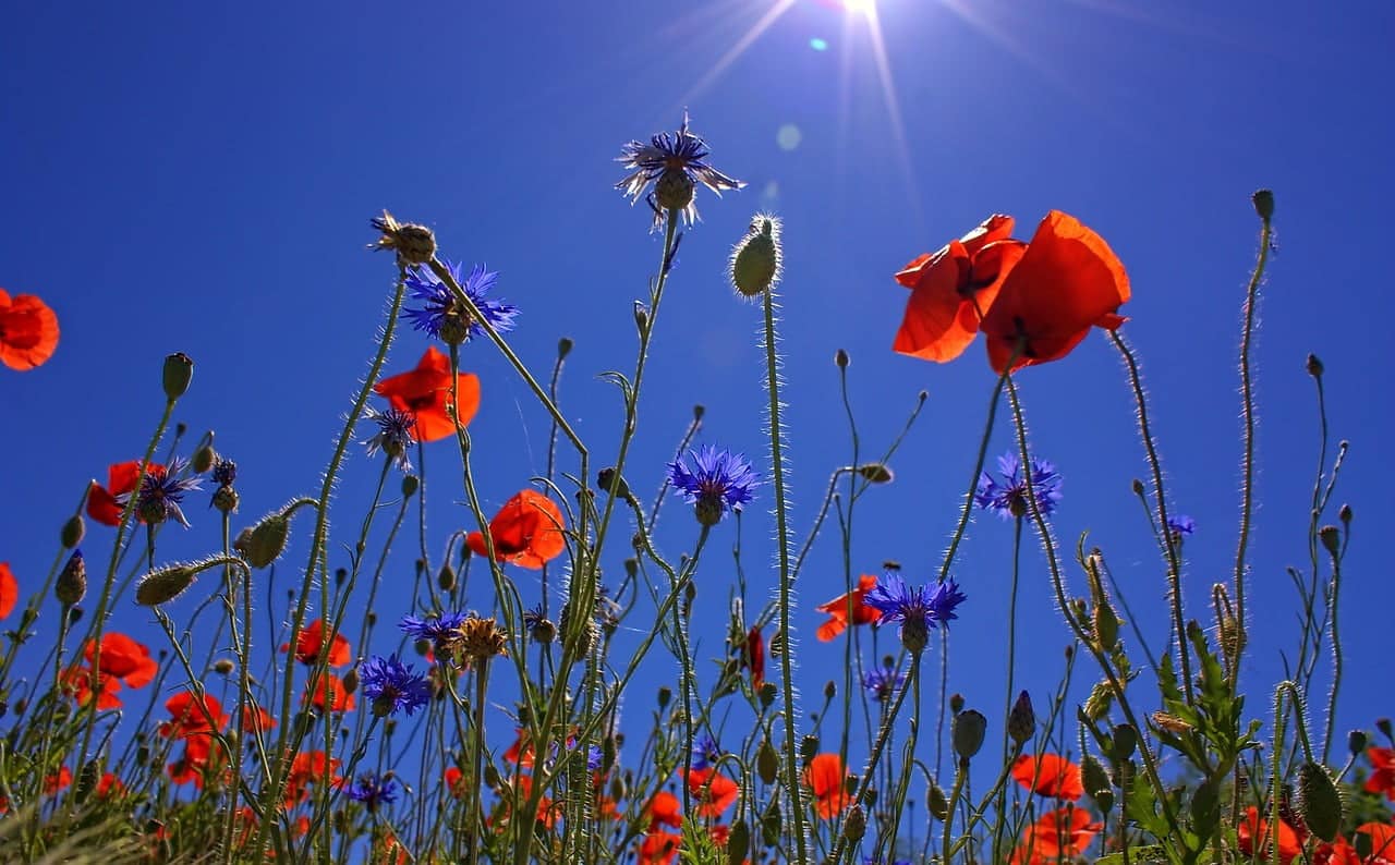 dream meaning Poppies