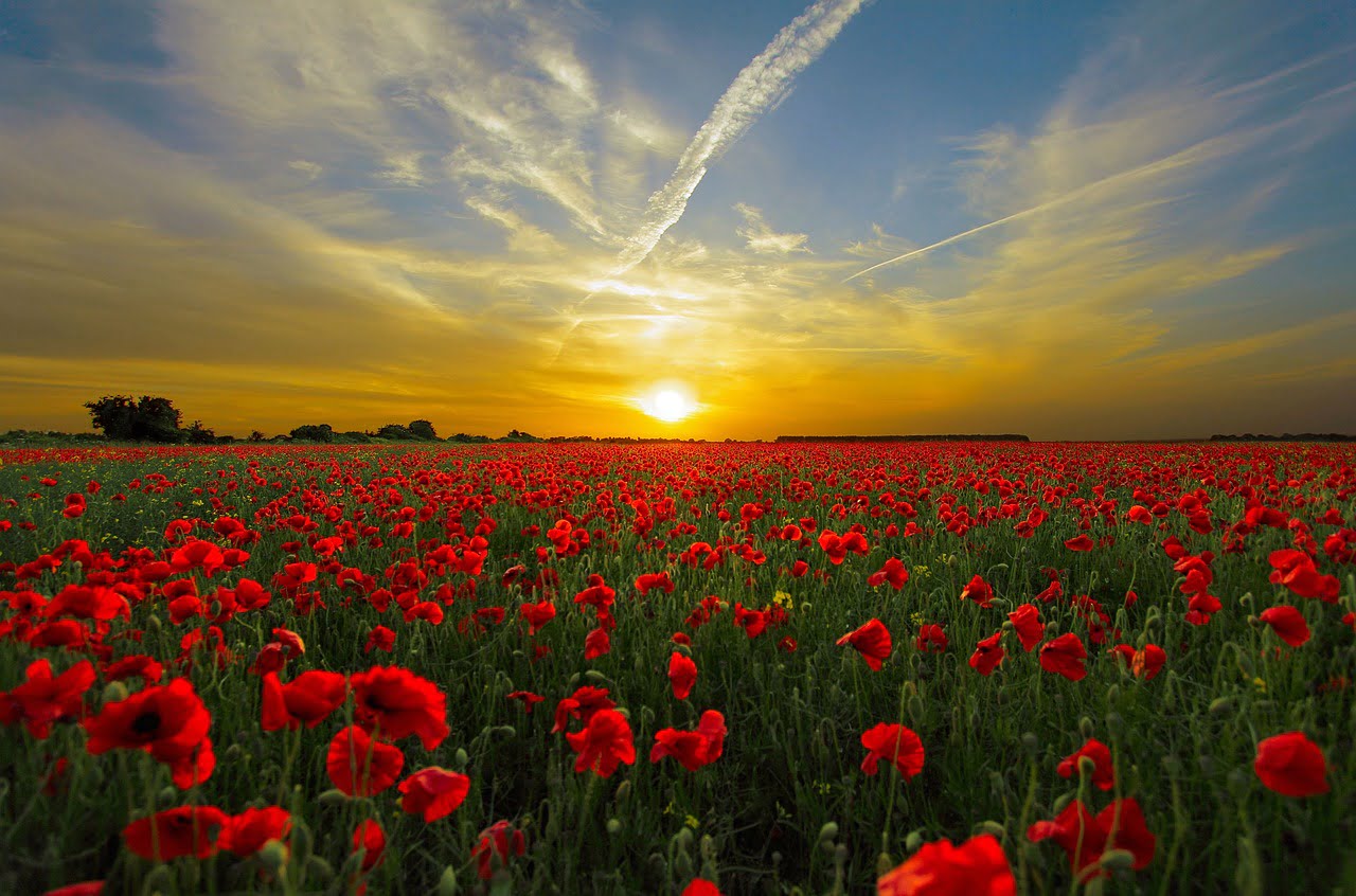 dream meaning Poppy