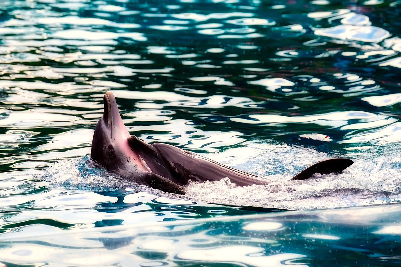 dream meaning Porpoise
