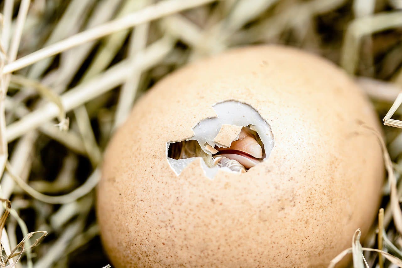 dream meaning Poultry