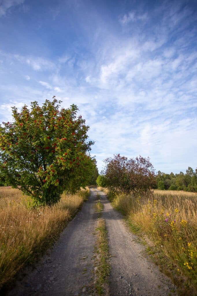 Primer Dream meaning