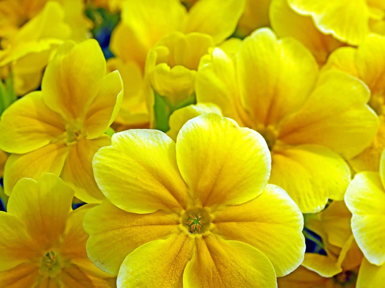 dream meaning Primrose