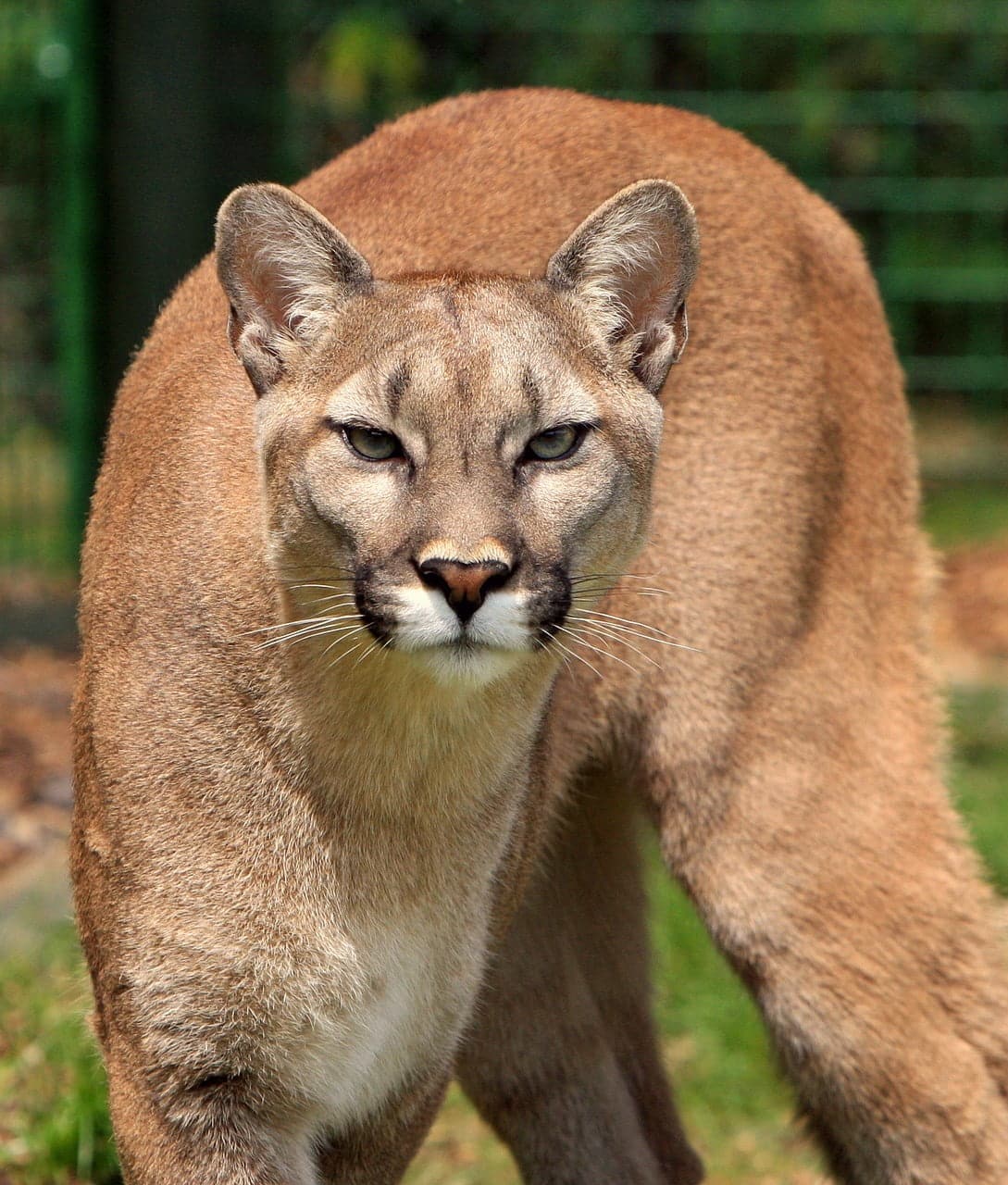dream meaning Puma