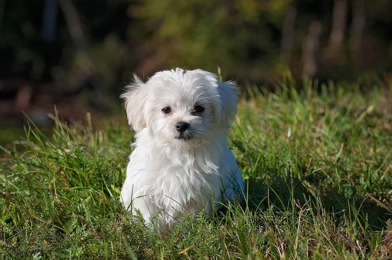 dream meaning Puppies