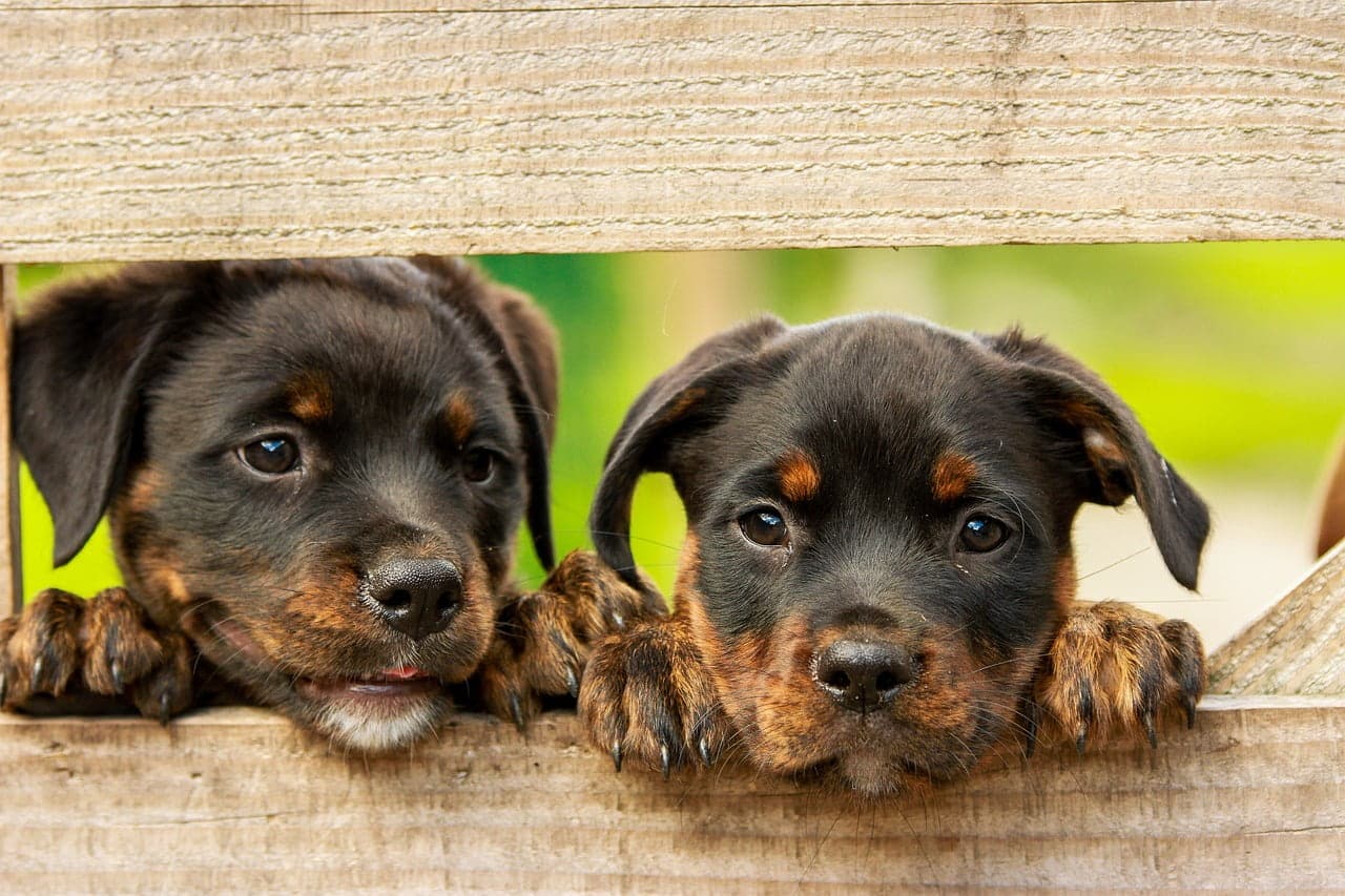 dream meaning Puppy