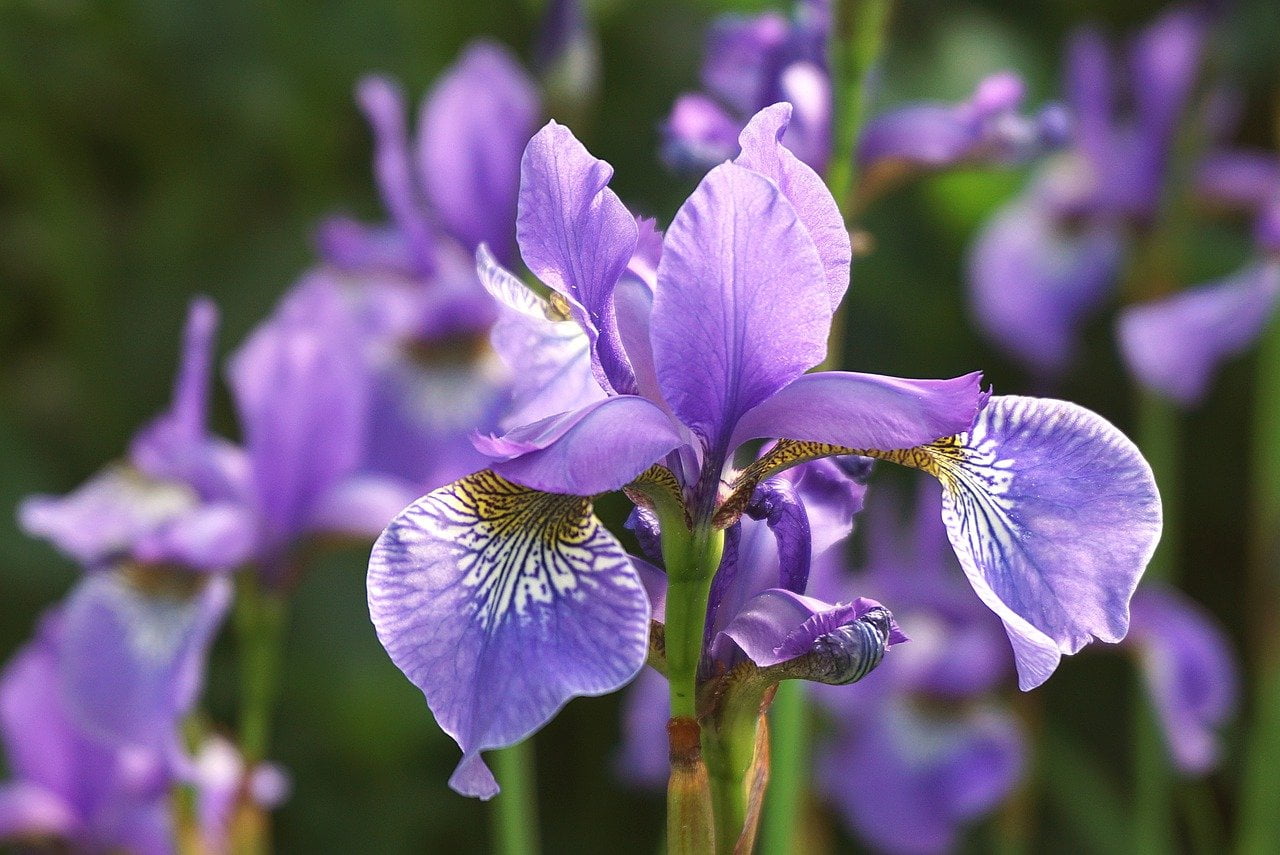 dream meaning Purple colour