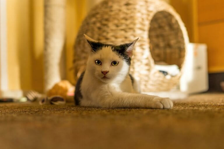 Putty Dream meaning Dream Dictionary