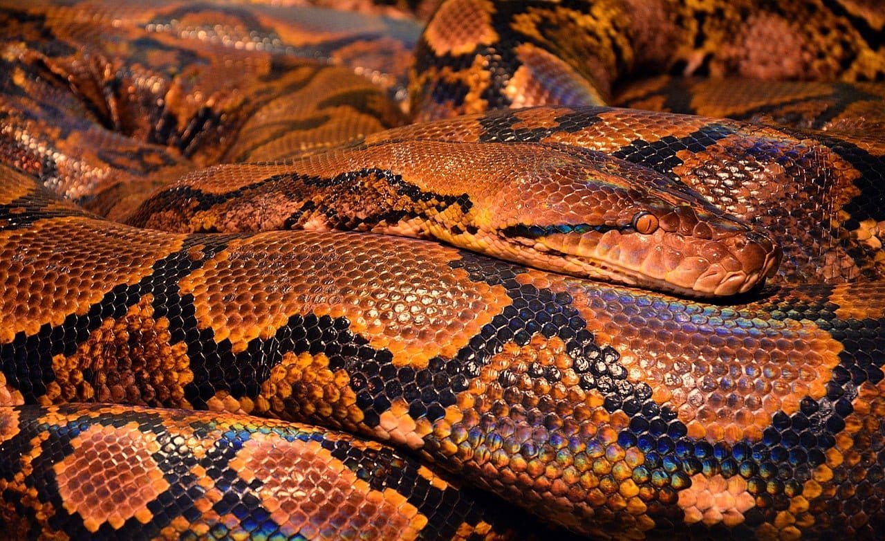 dream meaning Python Snake