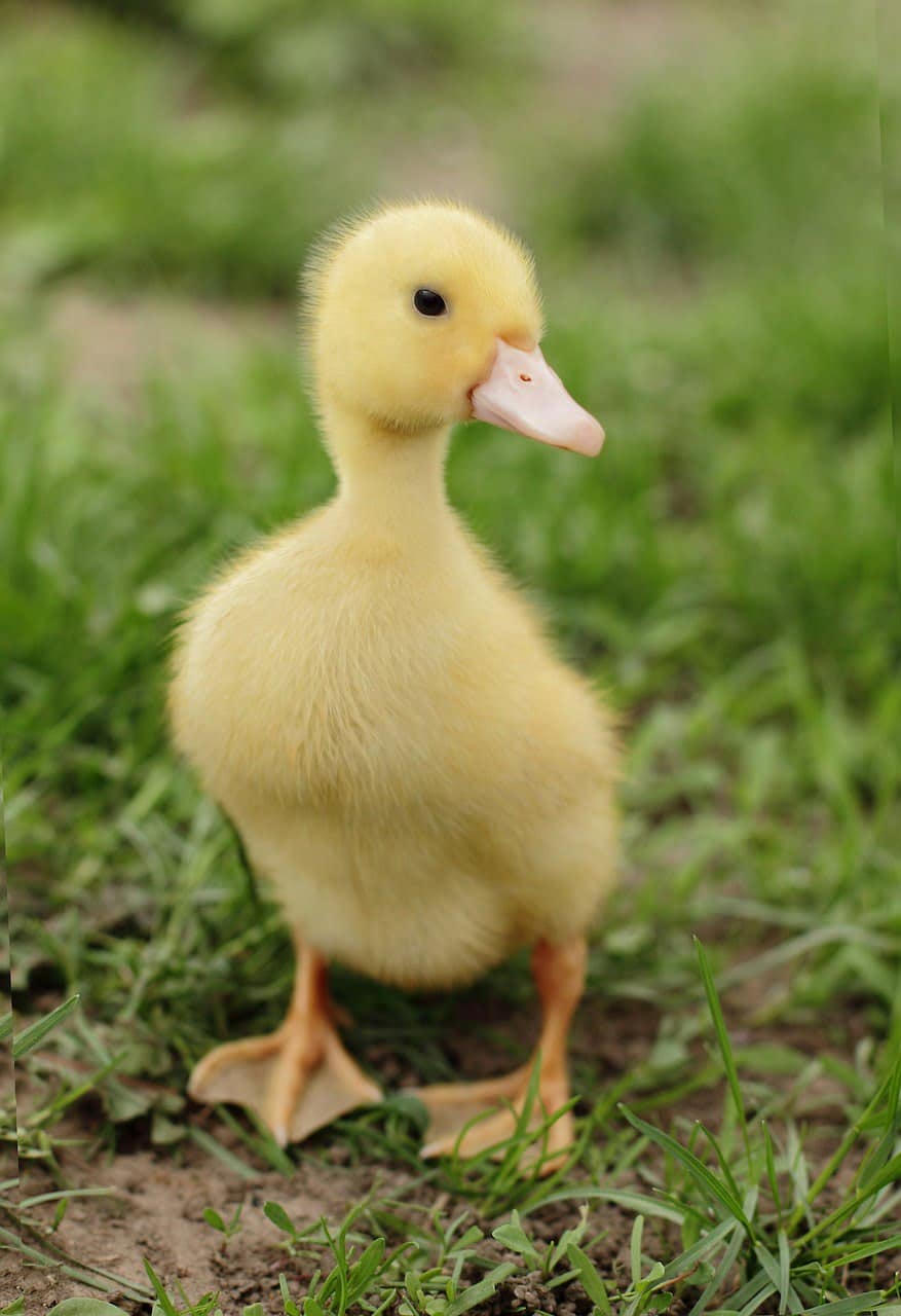 dream meaning Quack
