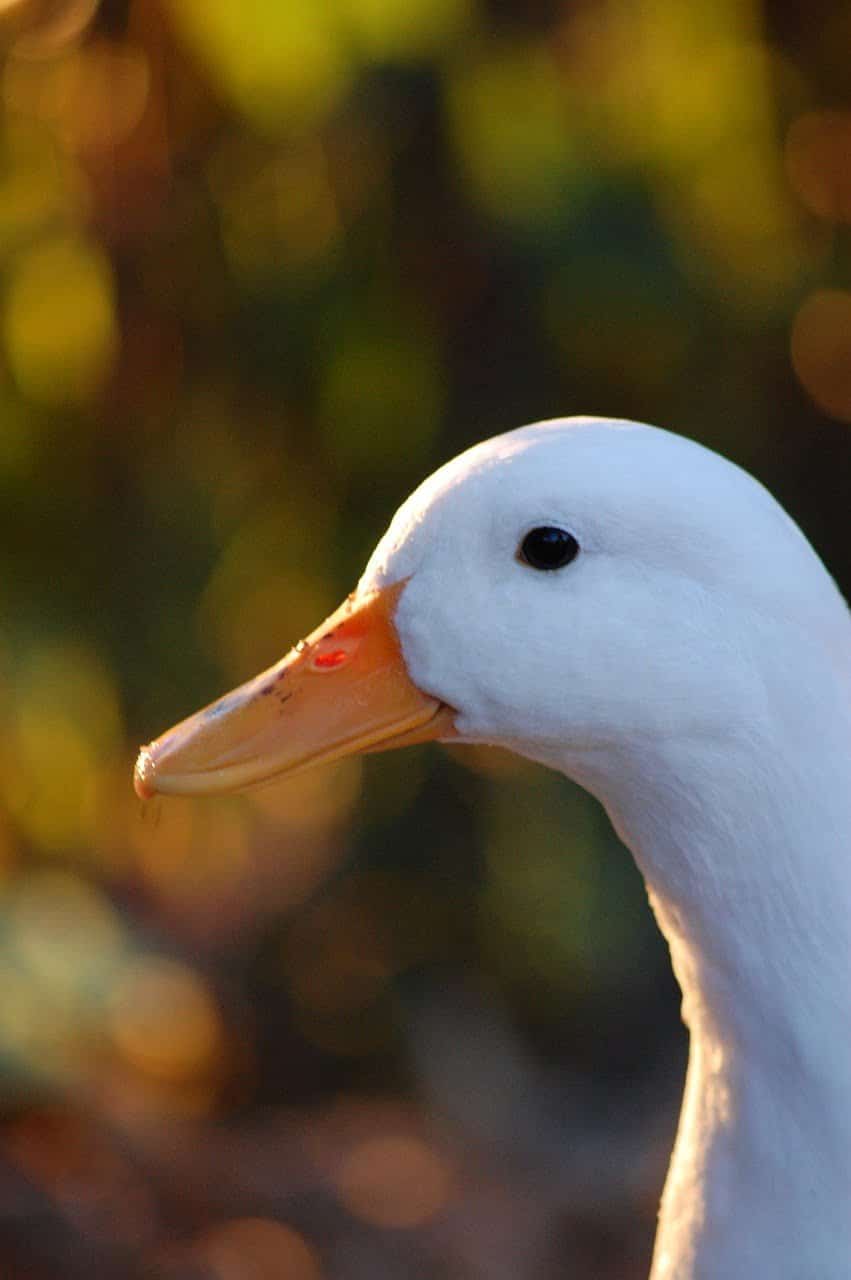 dream meaning Quacking