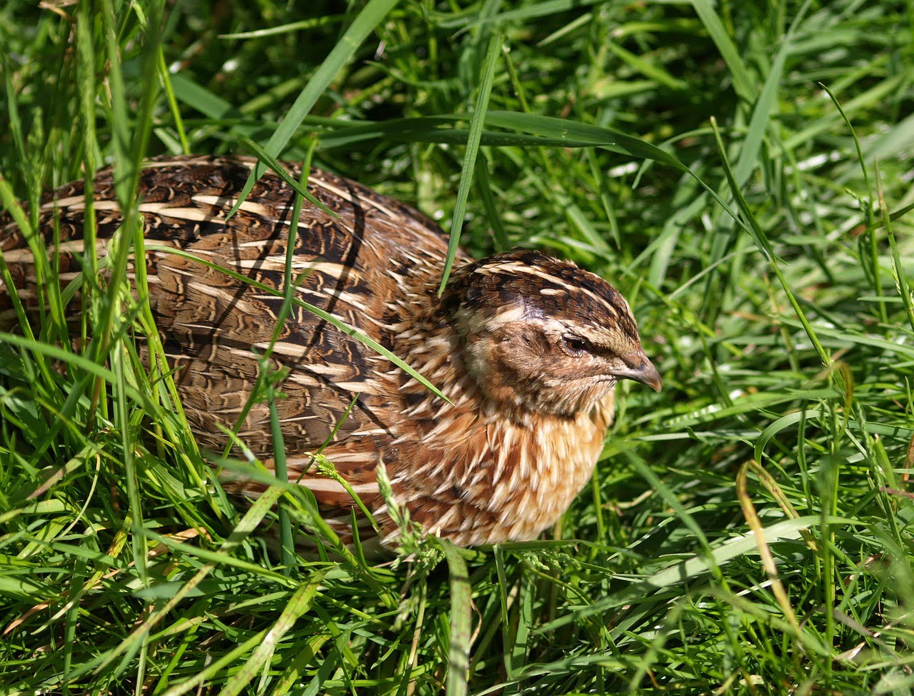dream meaning Quail