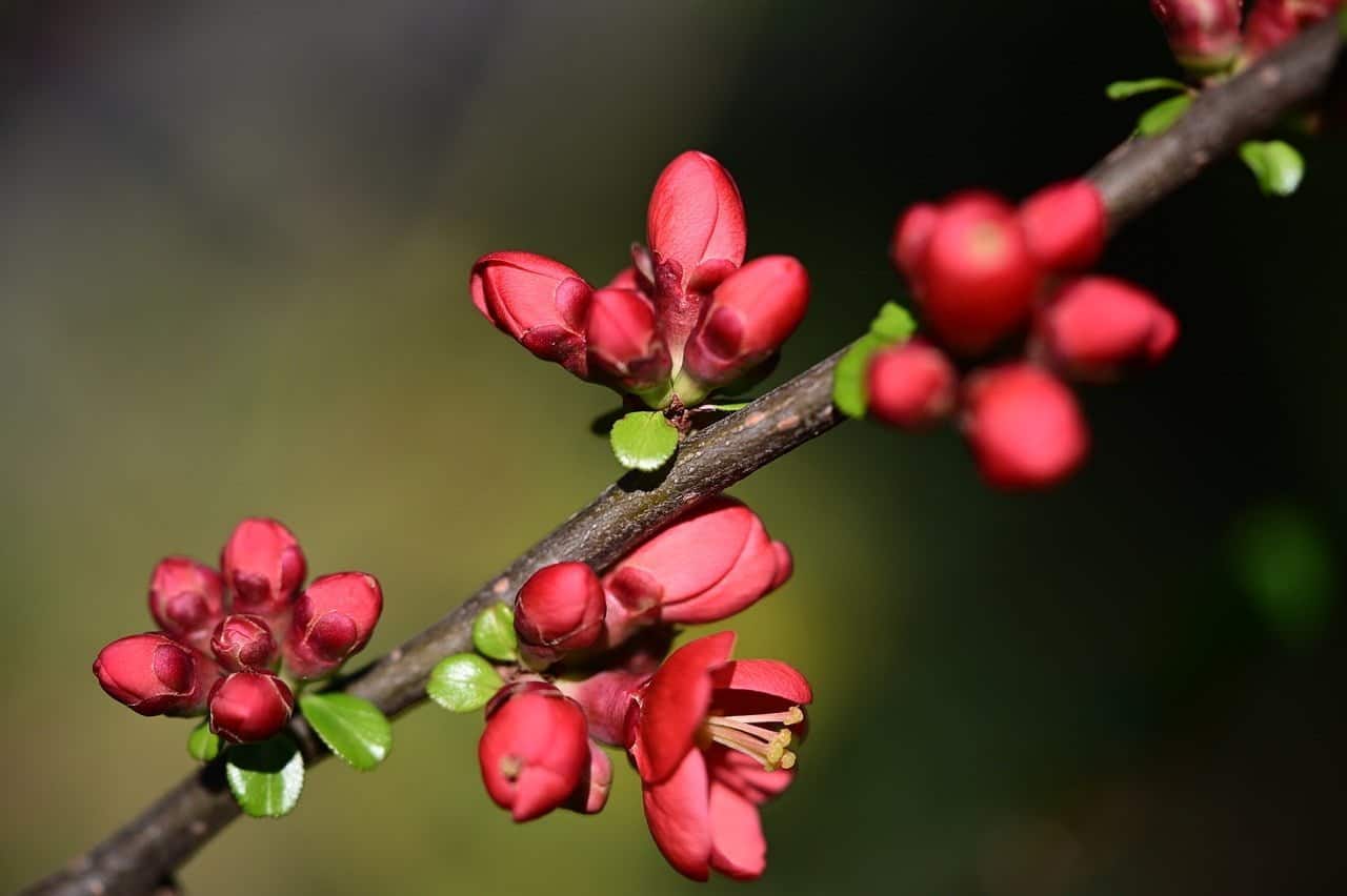 dream meaning Quince