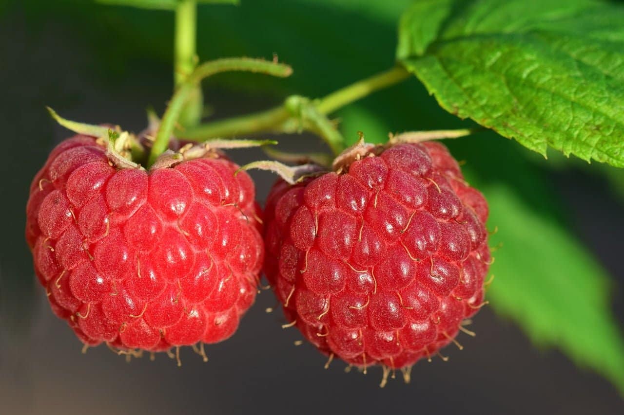 dream meaning Raspberries