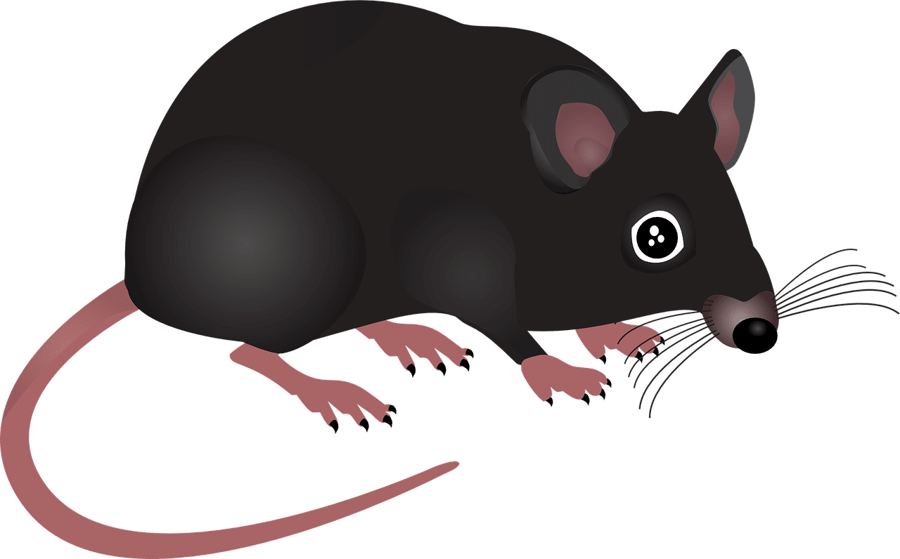 dream meaning Rats