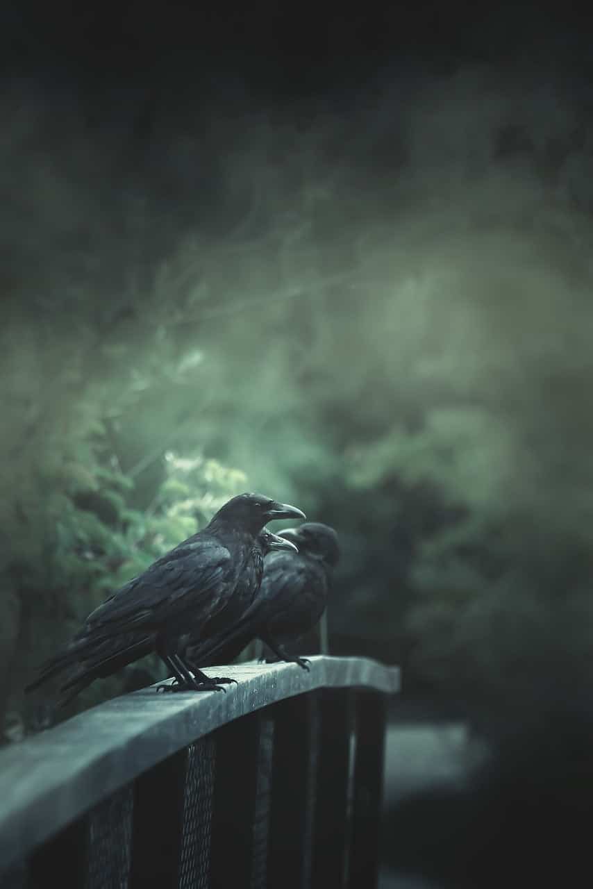 dream meaning Raven