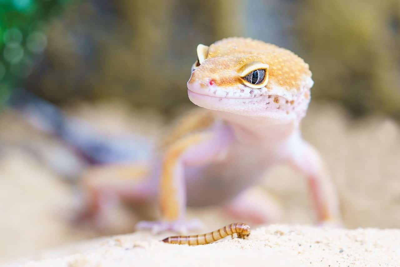 dream meaning Reptile