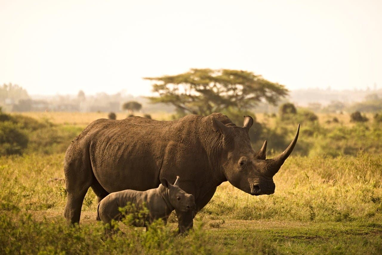 dream meaning Rhinoceros