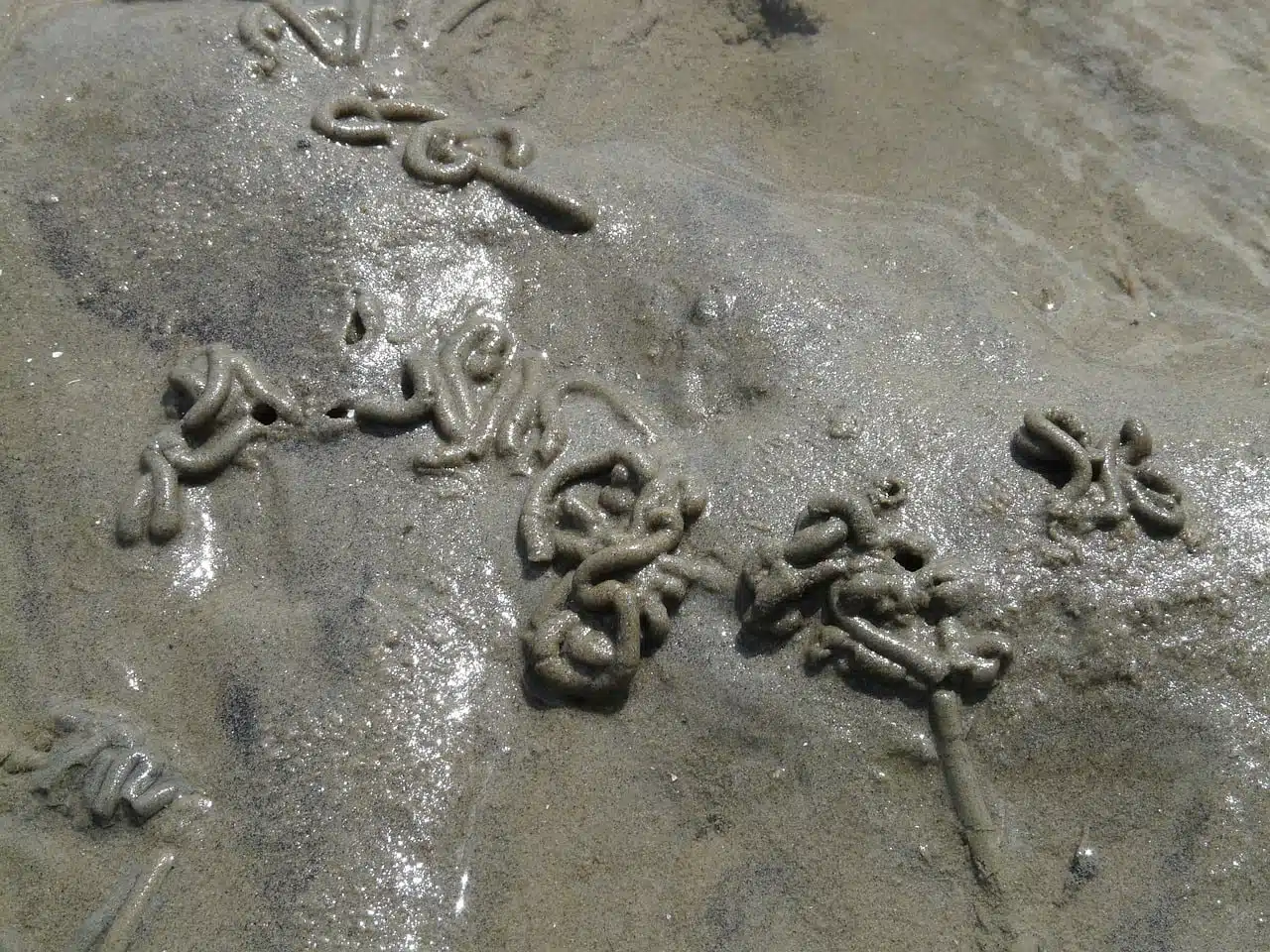 dream meaning Ringworms