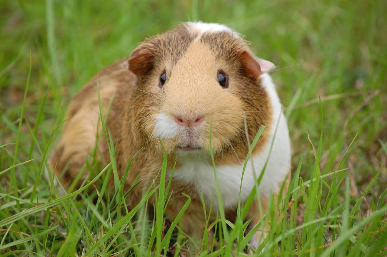 dream meaning Rodent