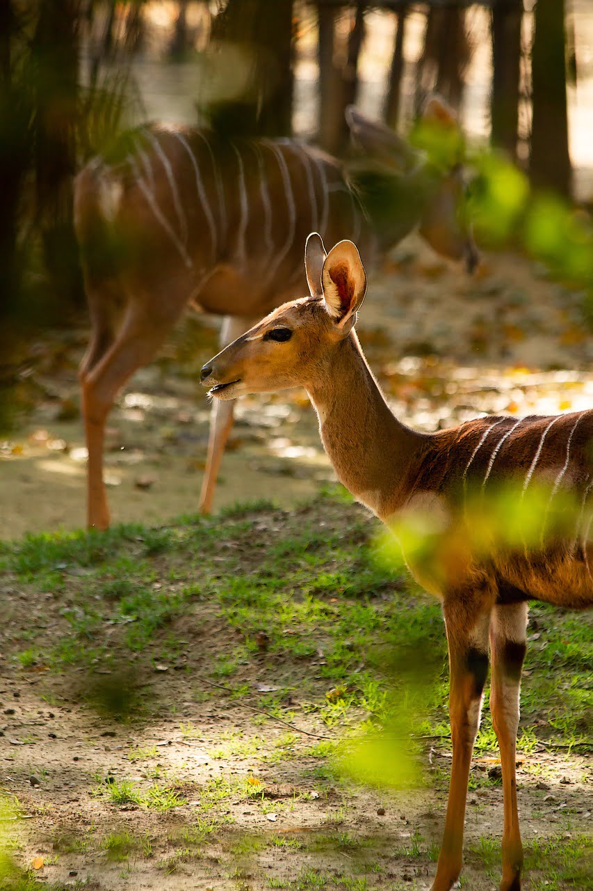 dream meaning Roe Deer