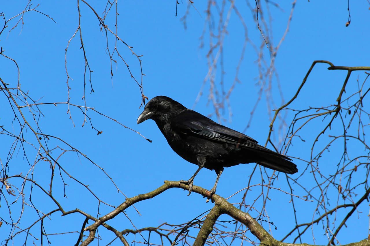 dream meaning Rook