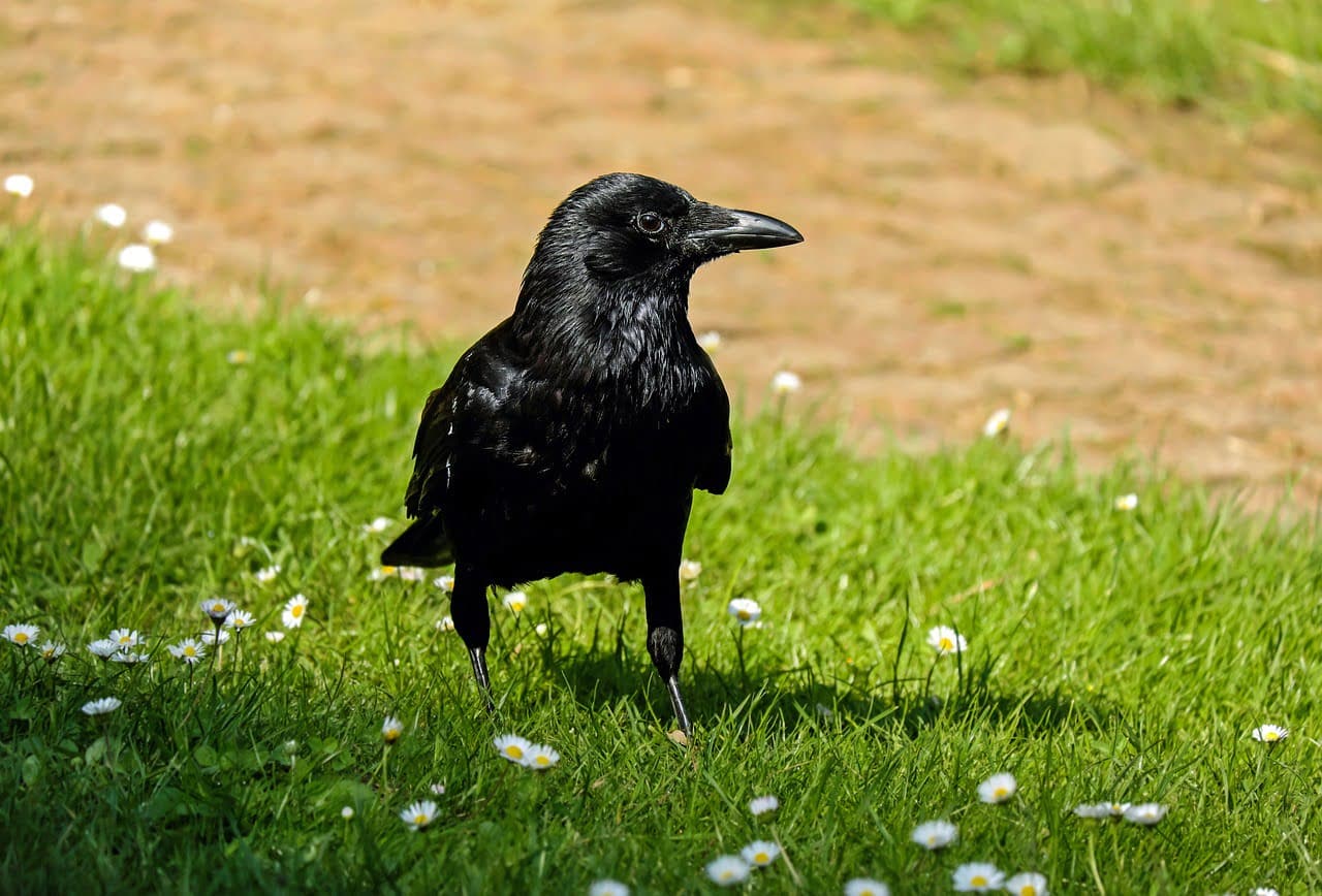 dream meaning Rooks