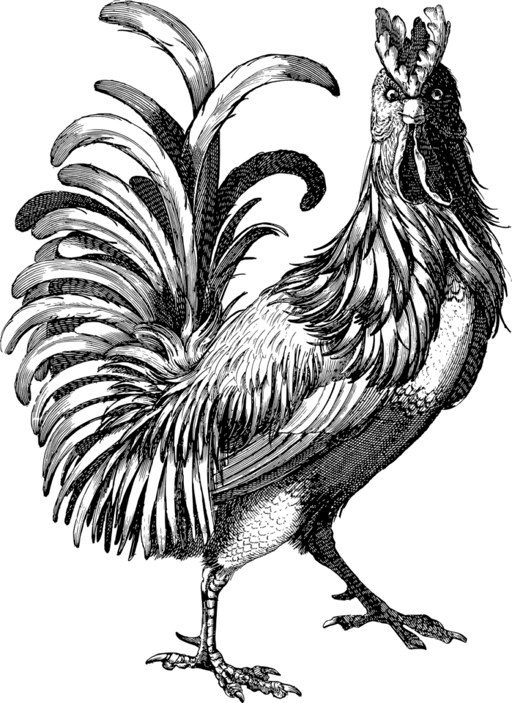 Rooster Dream meaning