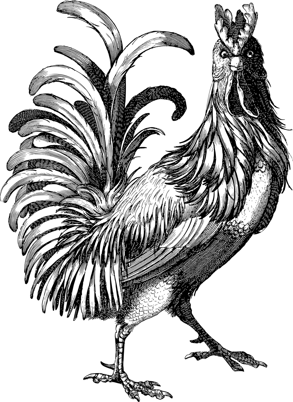 dream meaning Rooster