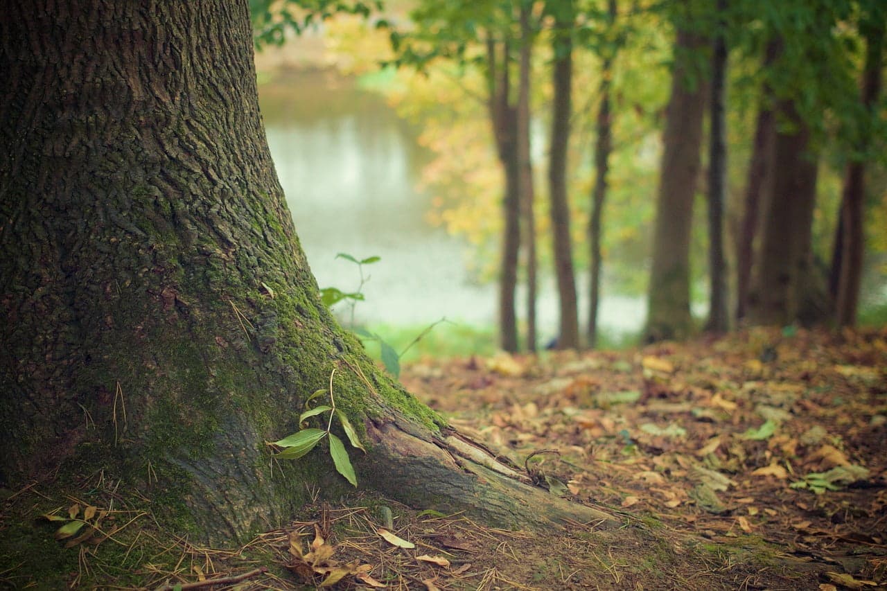 dream meaning Roots