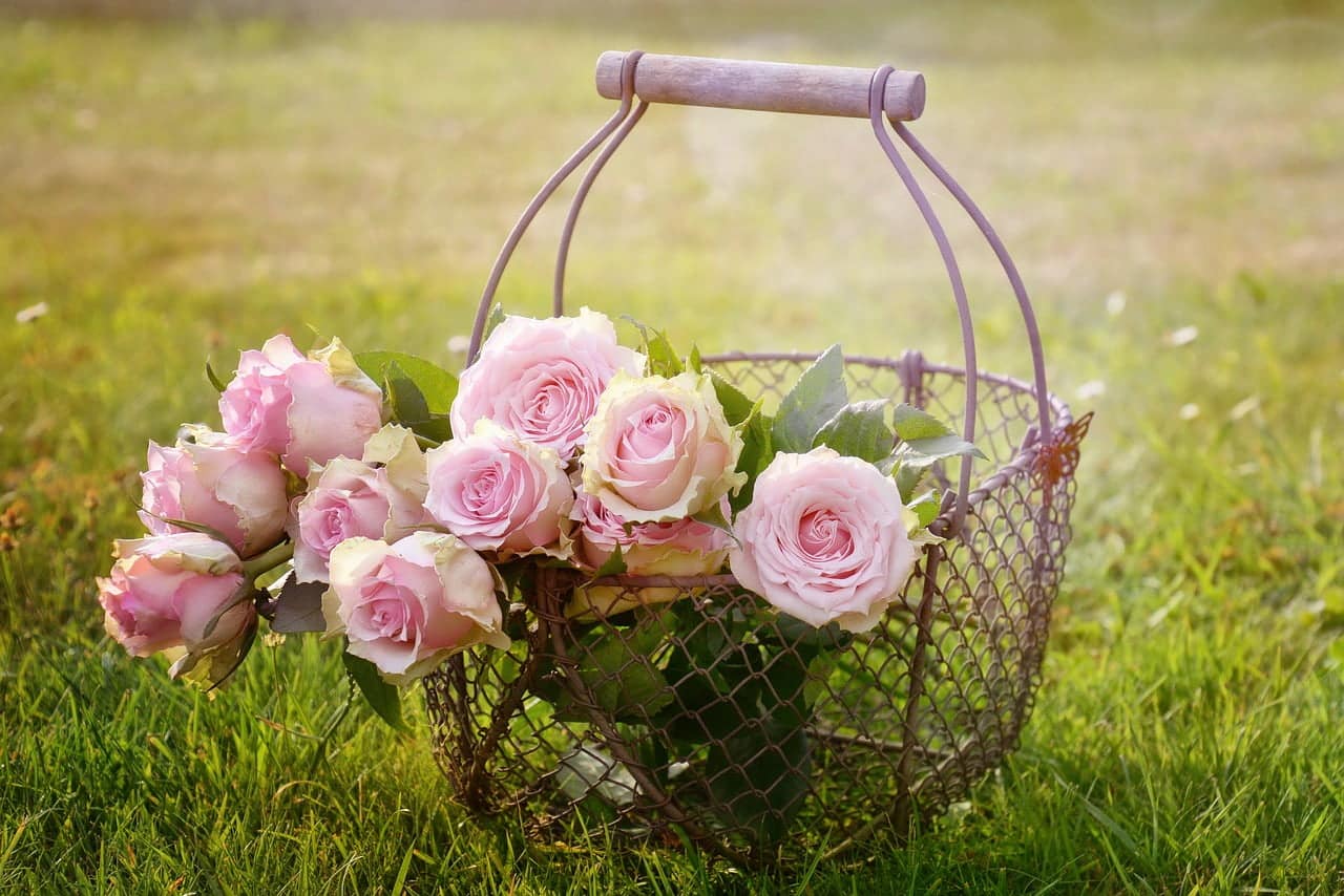 dream meaning Rose