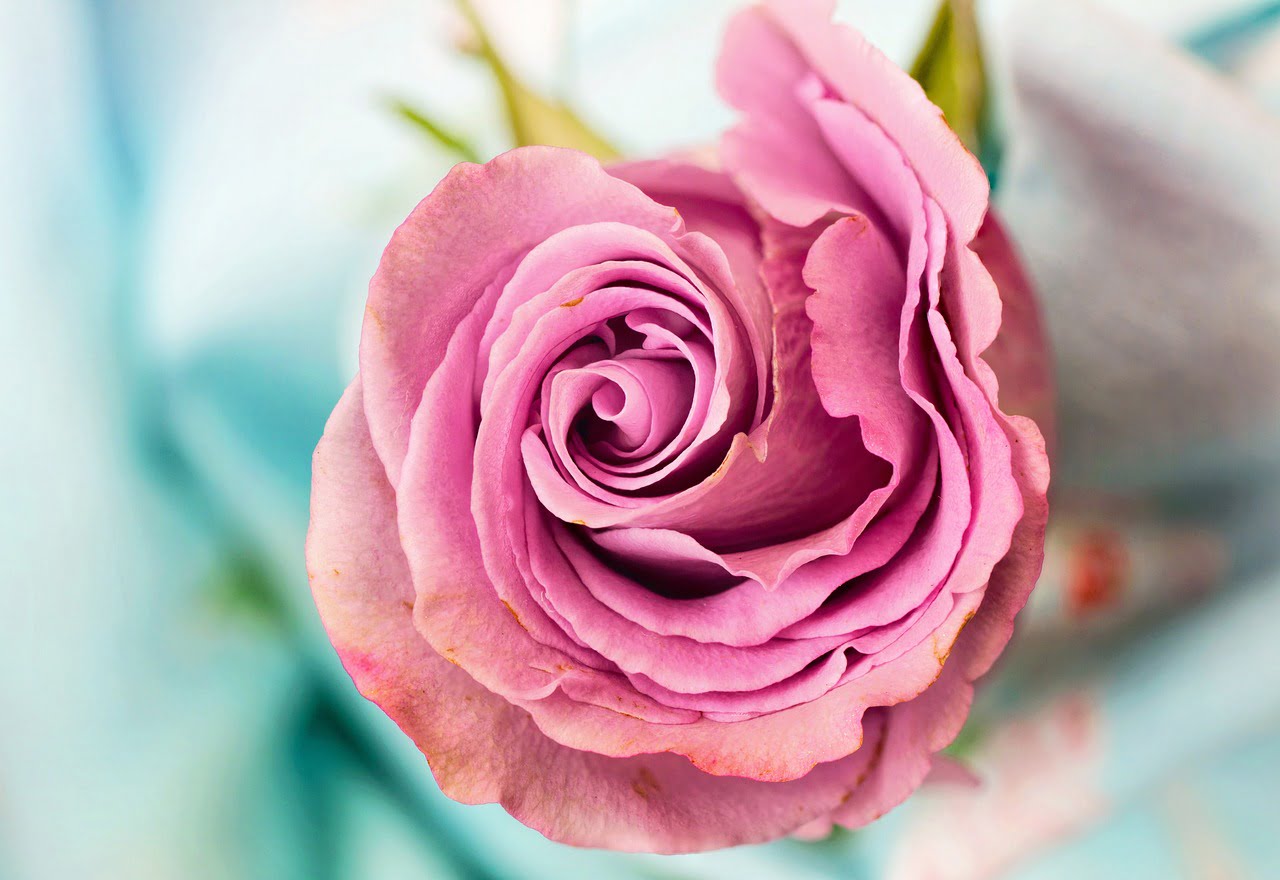 dream meaning Roses