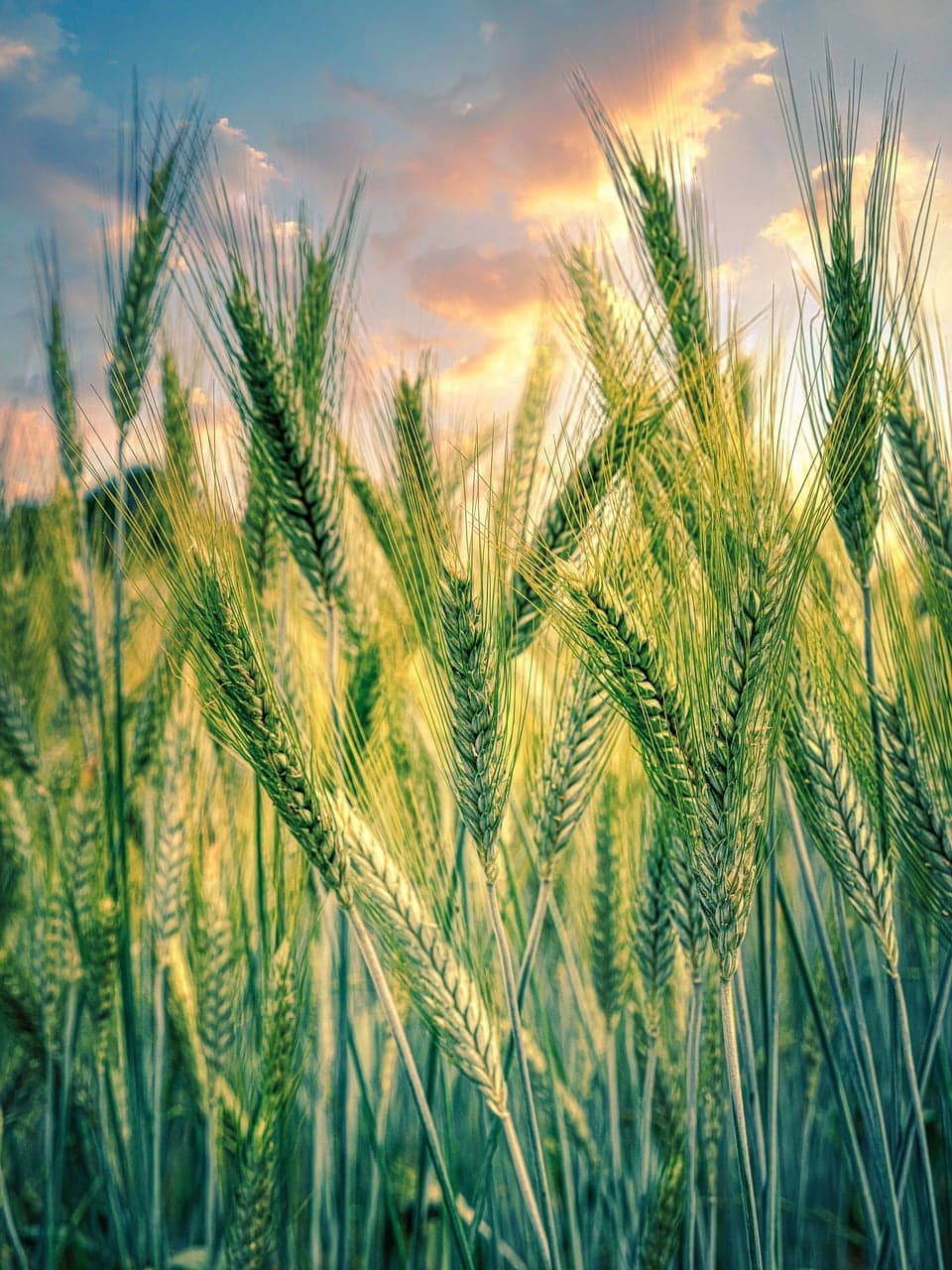 dream meaning Rye