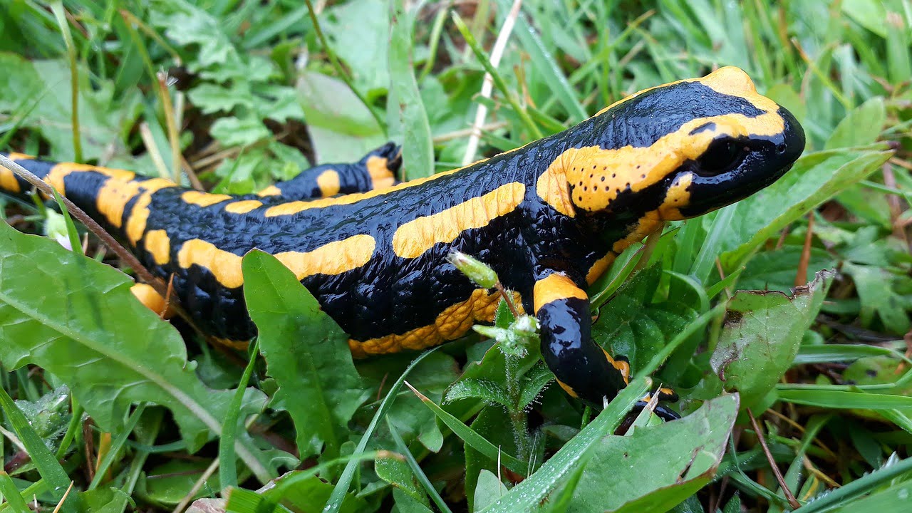 dream meaning Salamander